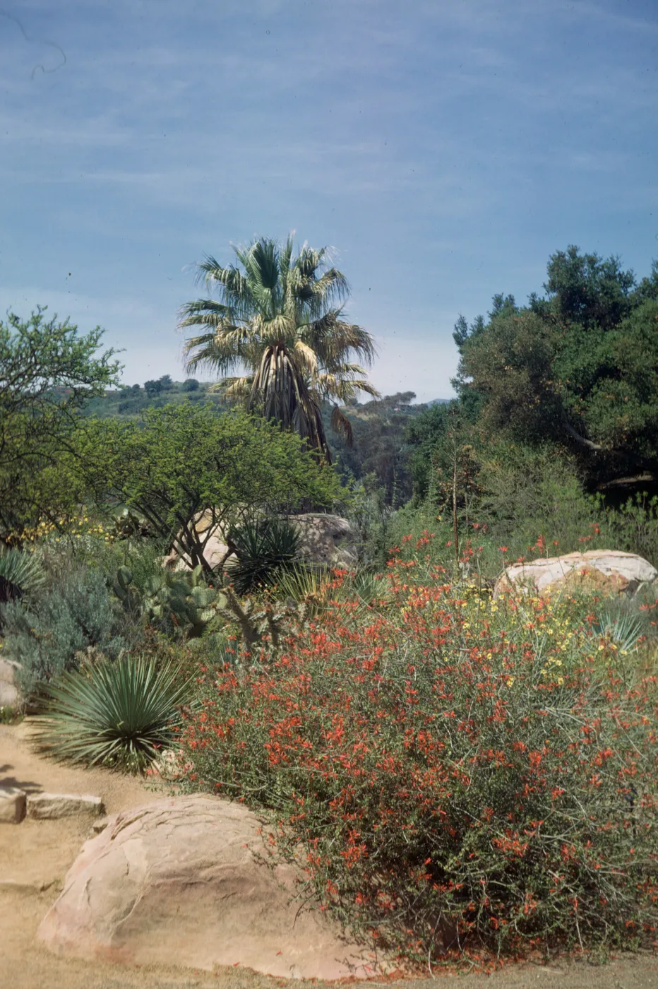 SBBG Desert Section