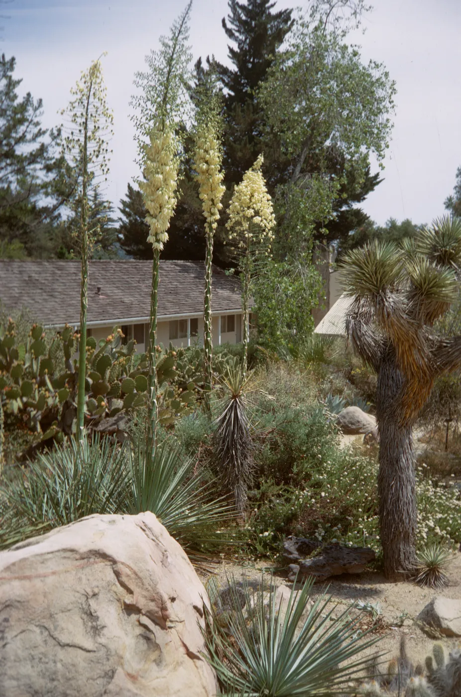 SBBG Desert Section