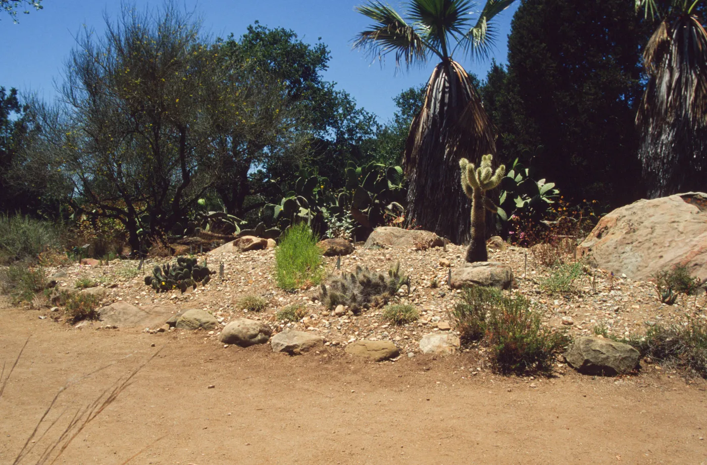 the Desert Mound