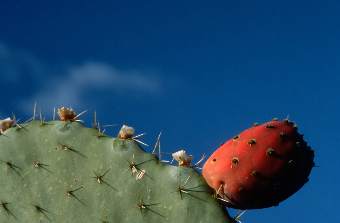Opuntia (Prickly-pear) fruit