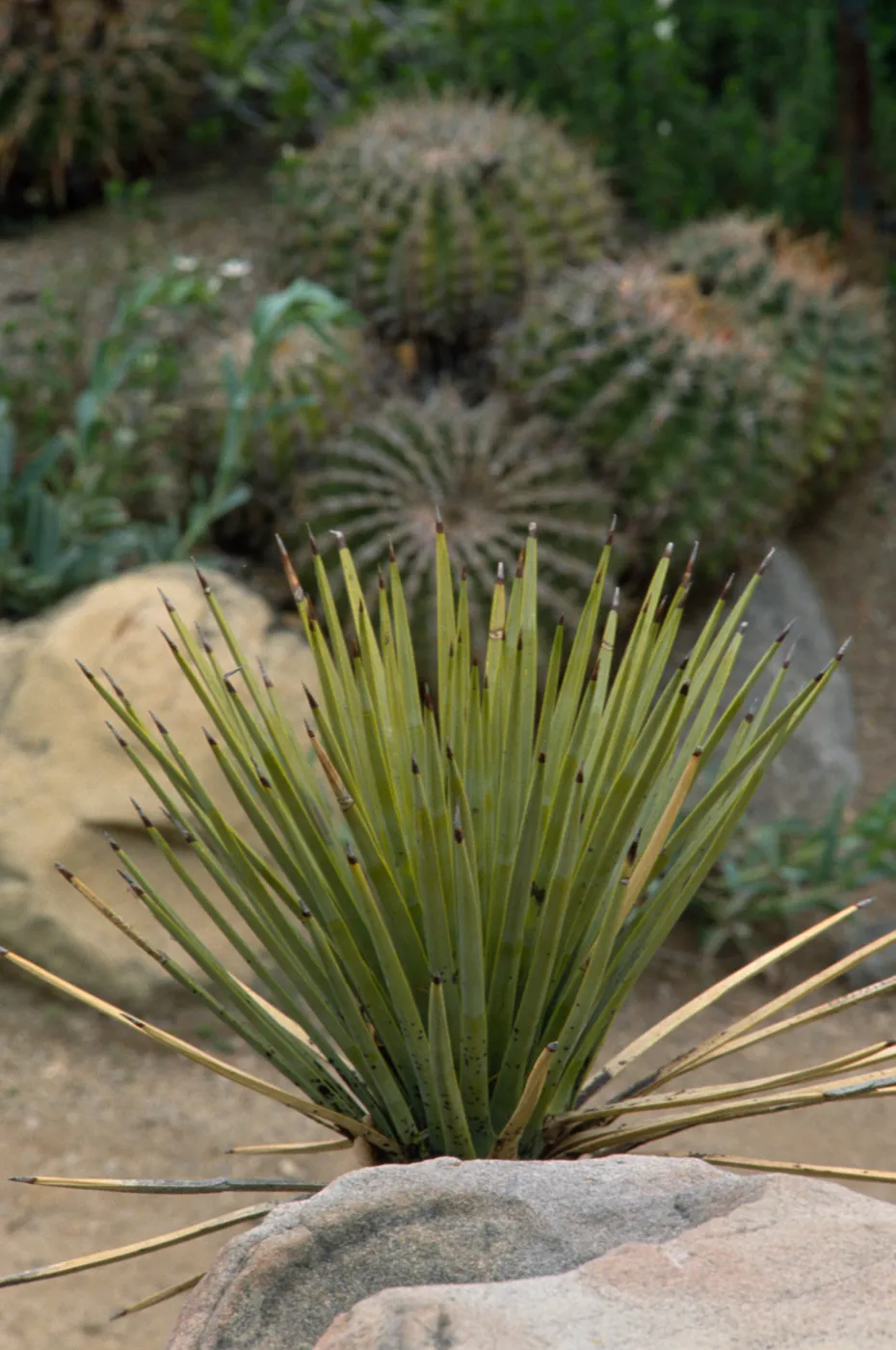 Yucca