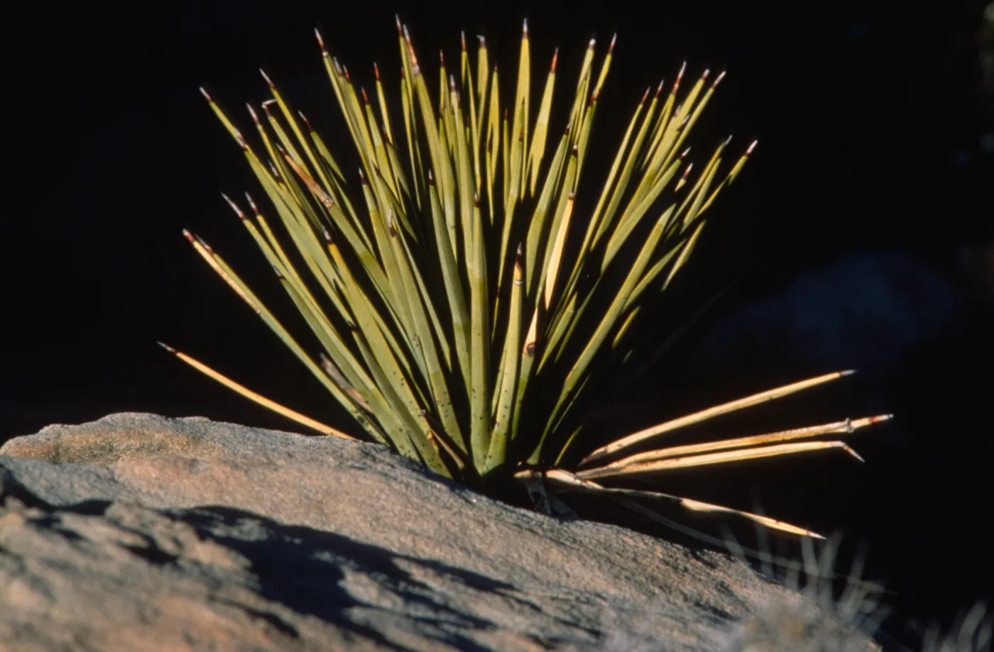 Yucca