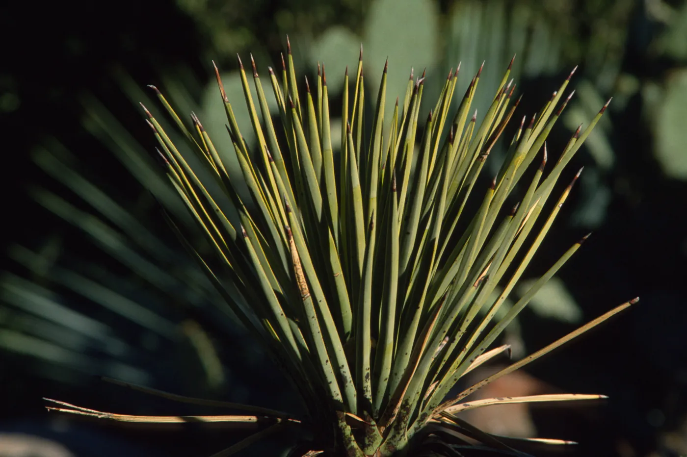 Yucca