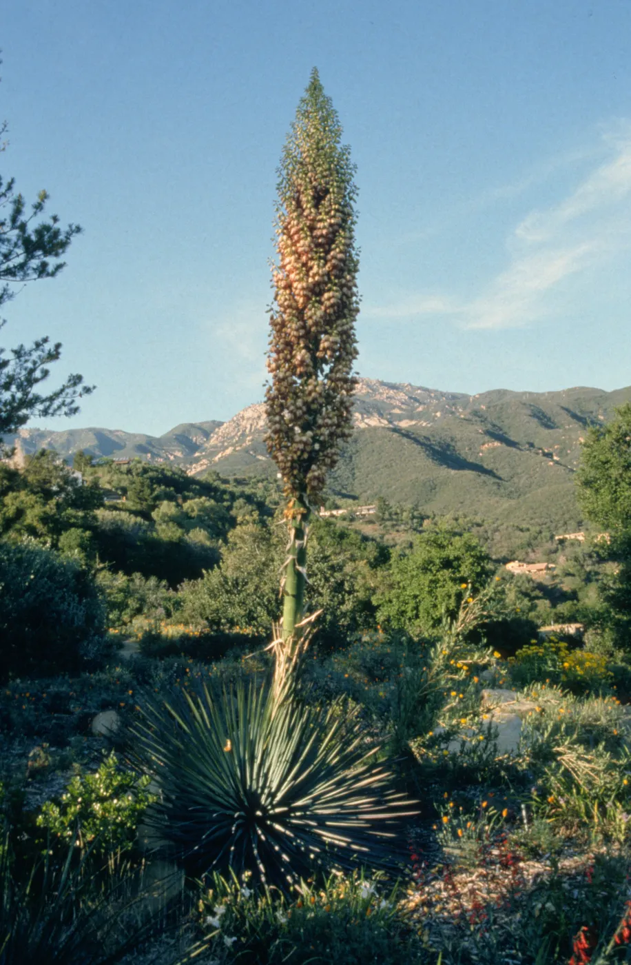 Yucca whipplei 