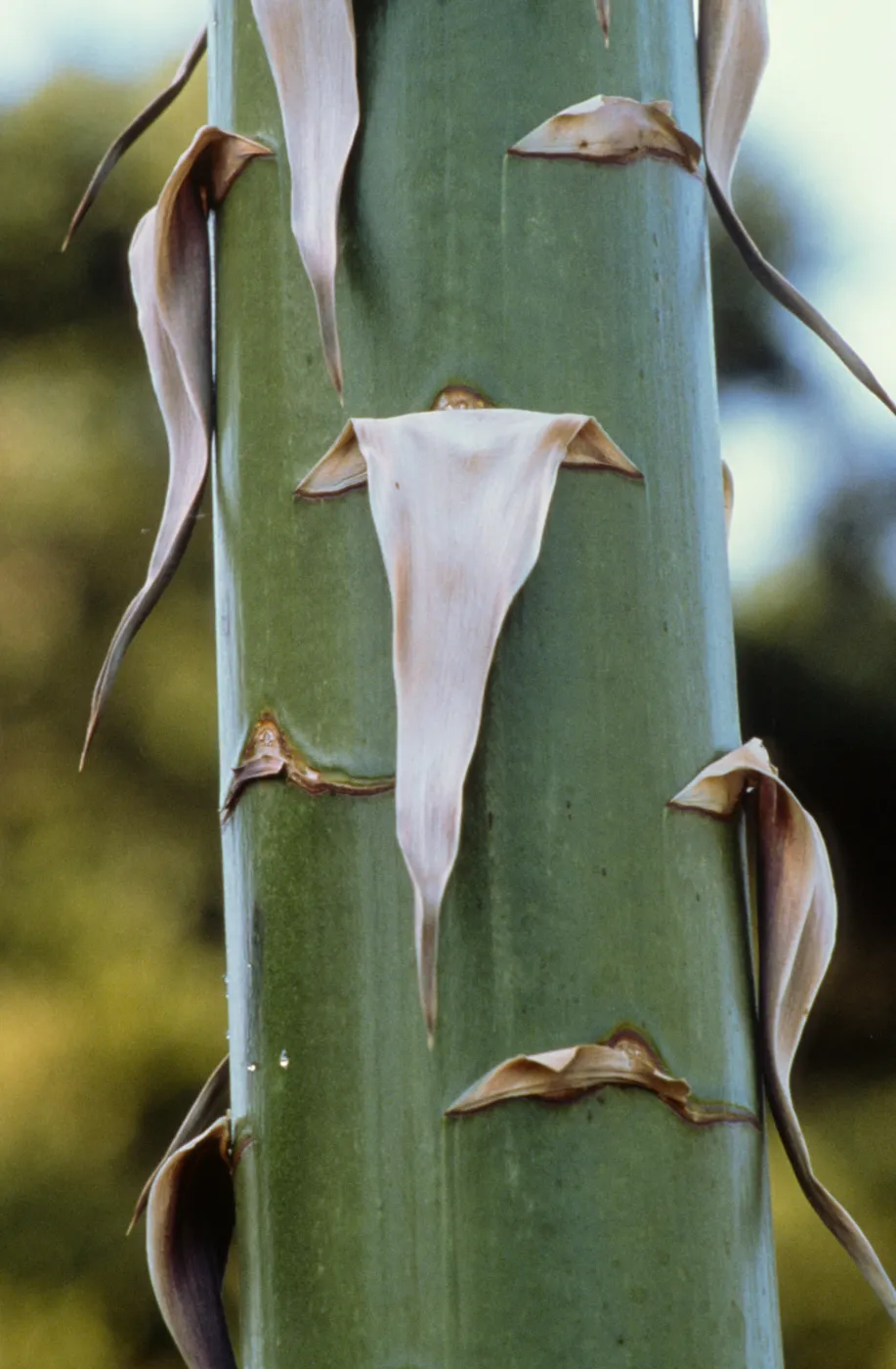 stem, Yucca inflorescence