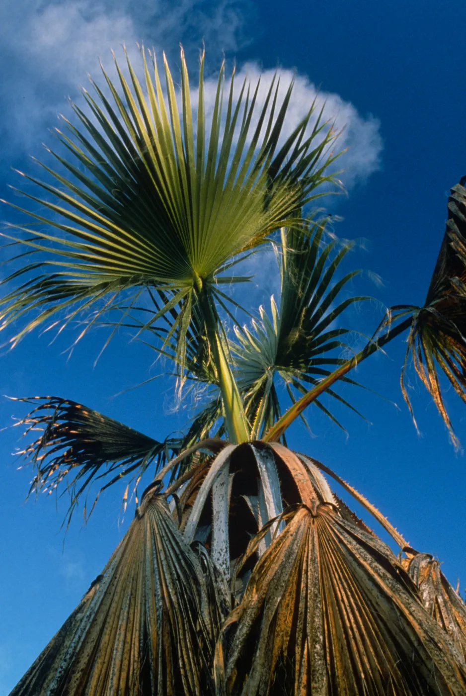 Washingtonia filifera