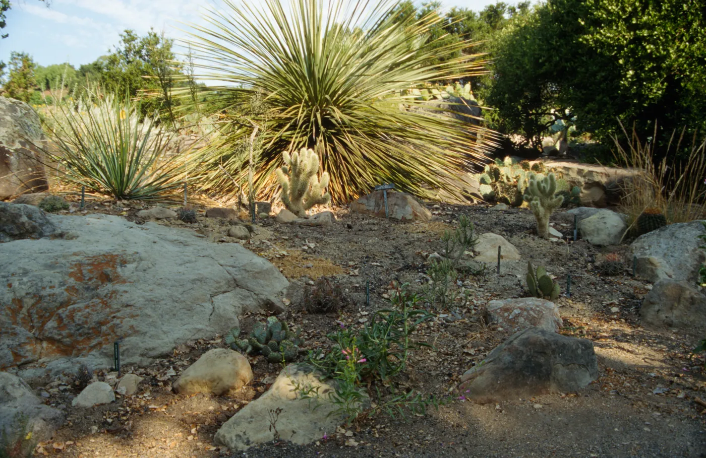 SBBG Desert Section