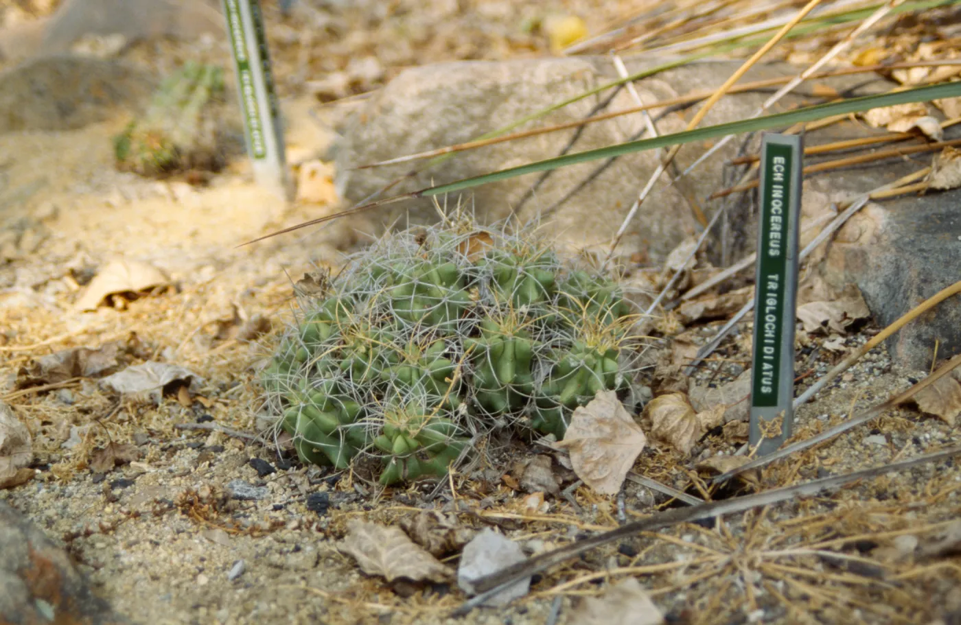 Echinocereus triglochidiatus