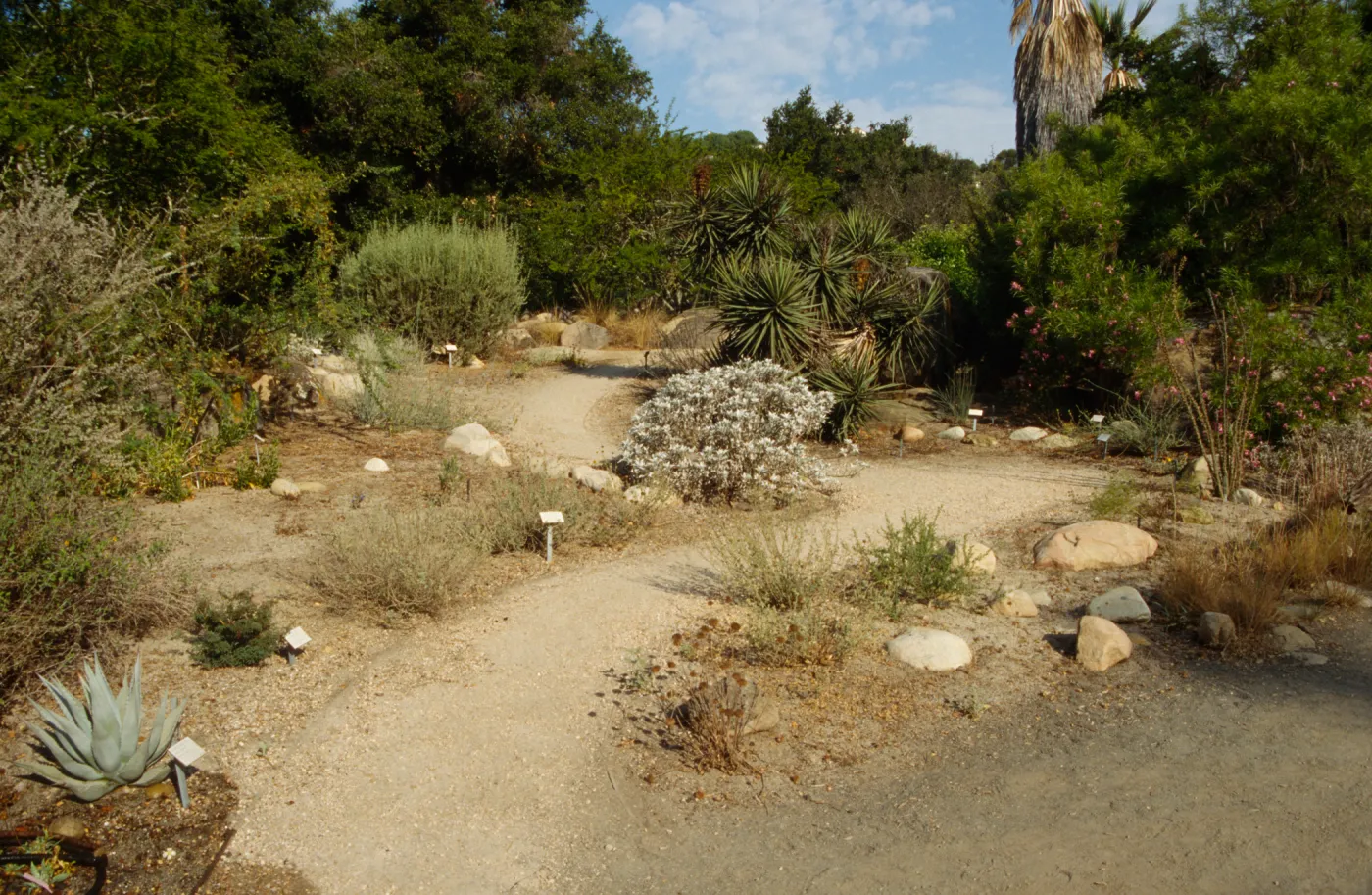 SBBG Desert Section