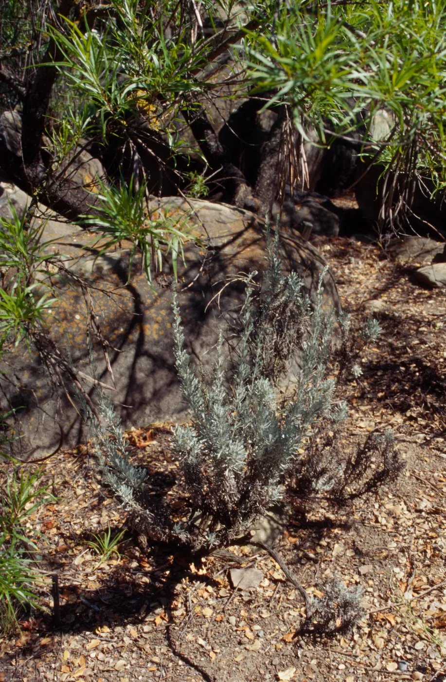 Artemisia tridentata with Chilopsis in Desert Section