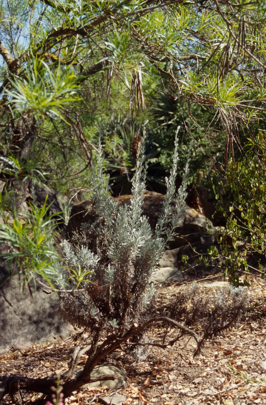 Artemisia tridentata with Chilopsis in Desert Section