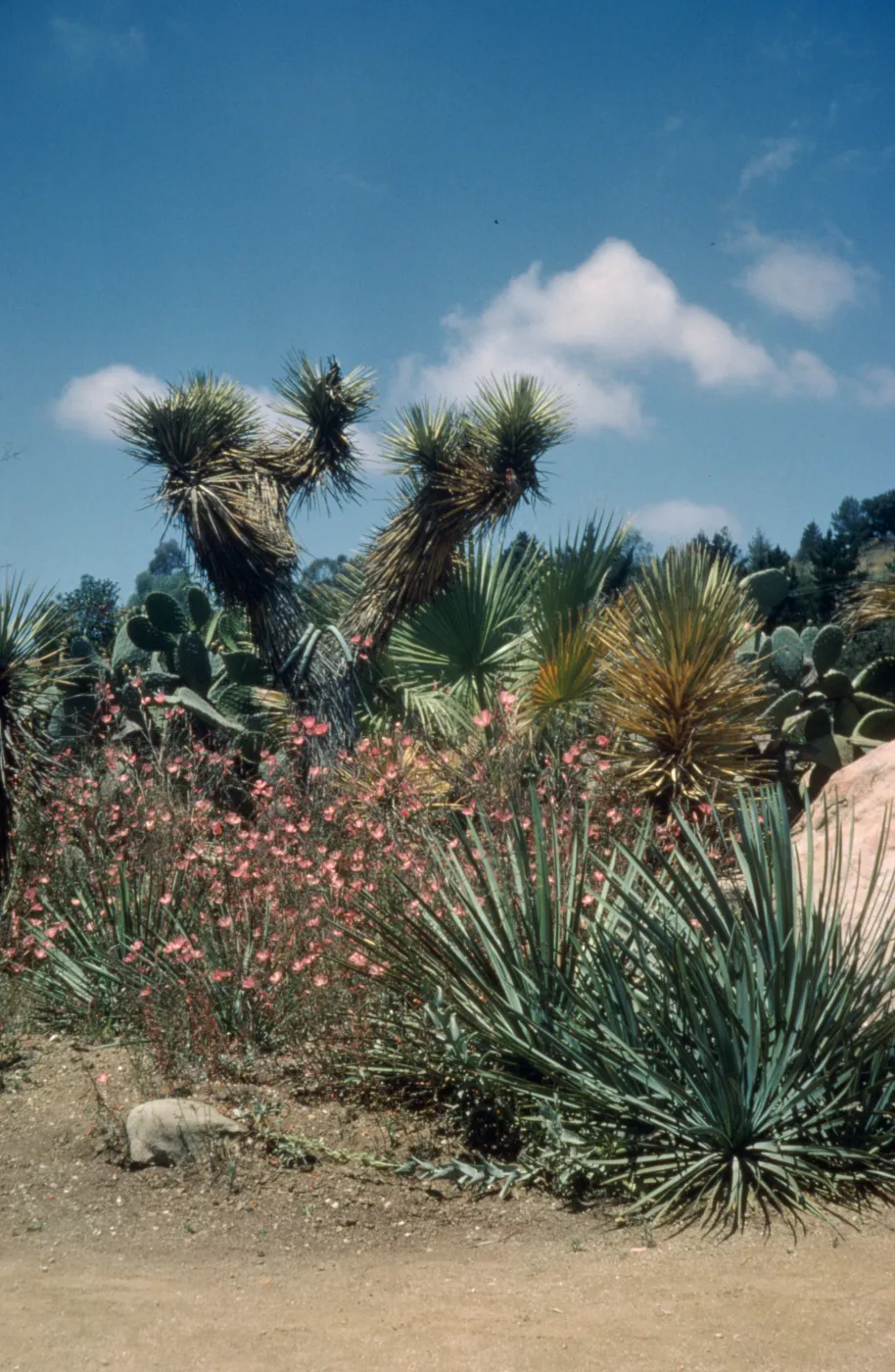 Joshua Tree in Desert Section, 1966