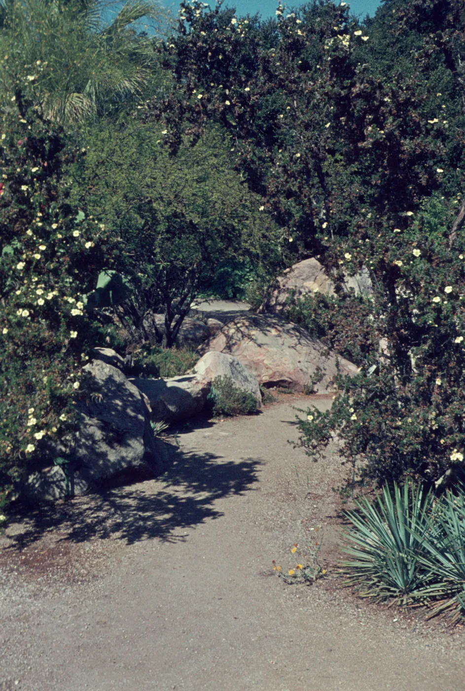 Desert Section