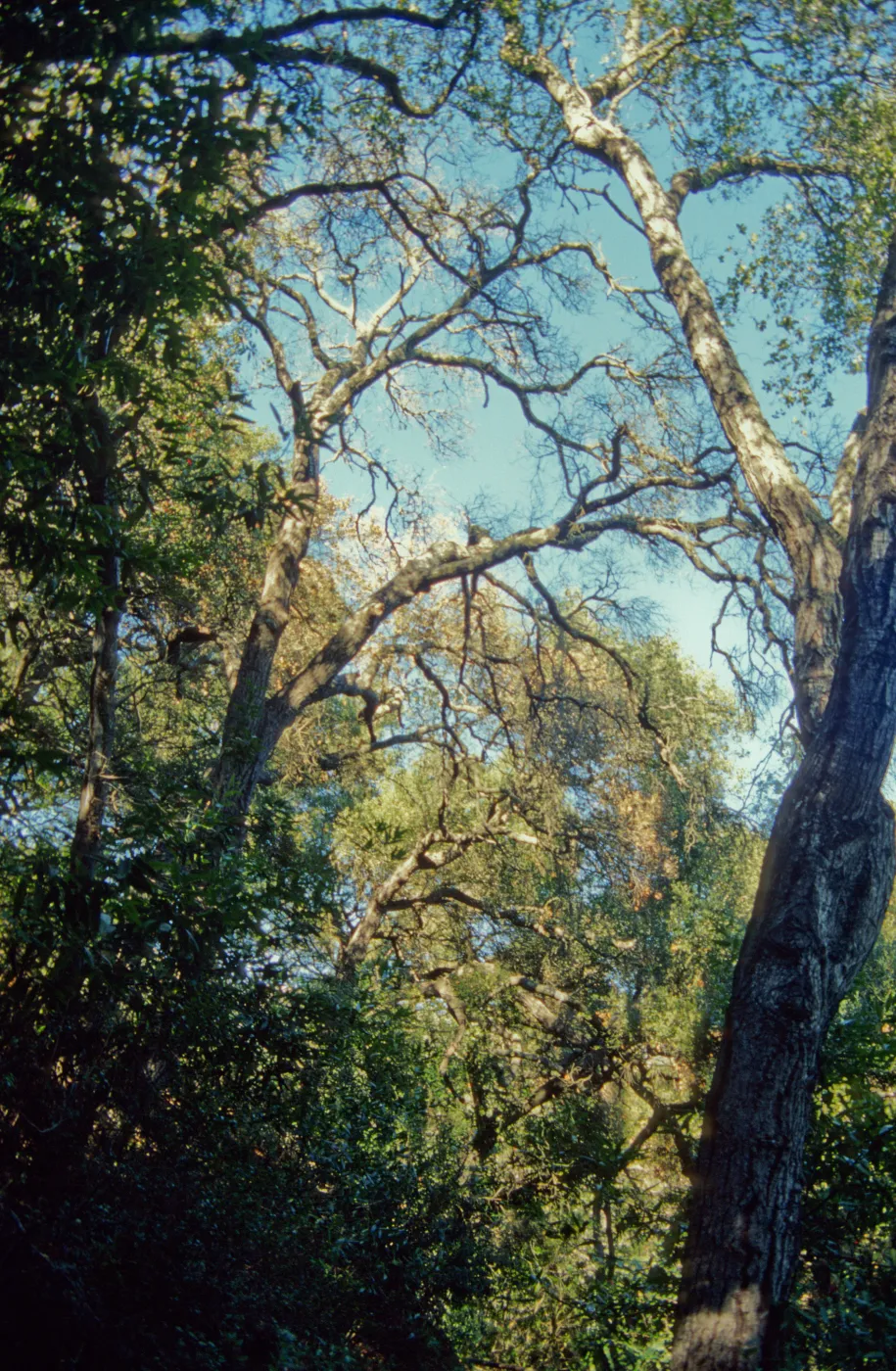 Pritchett Trail, tree canopy, SBBG