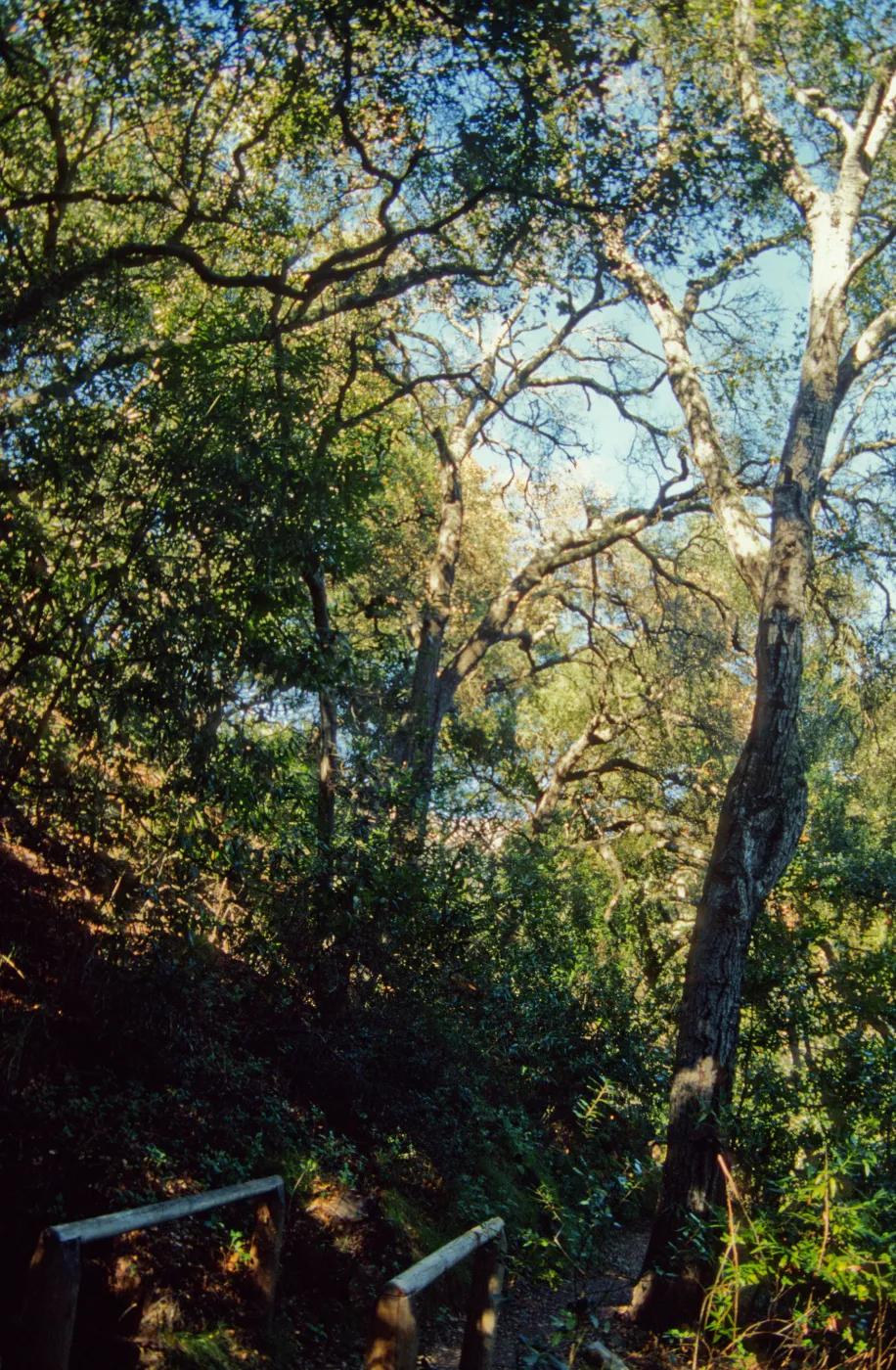Pritchett Trail, tree canopy, SBBG
