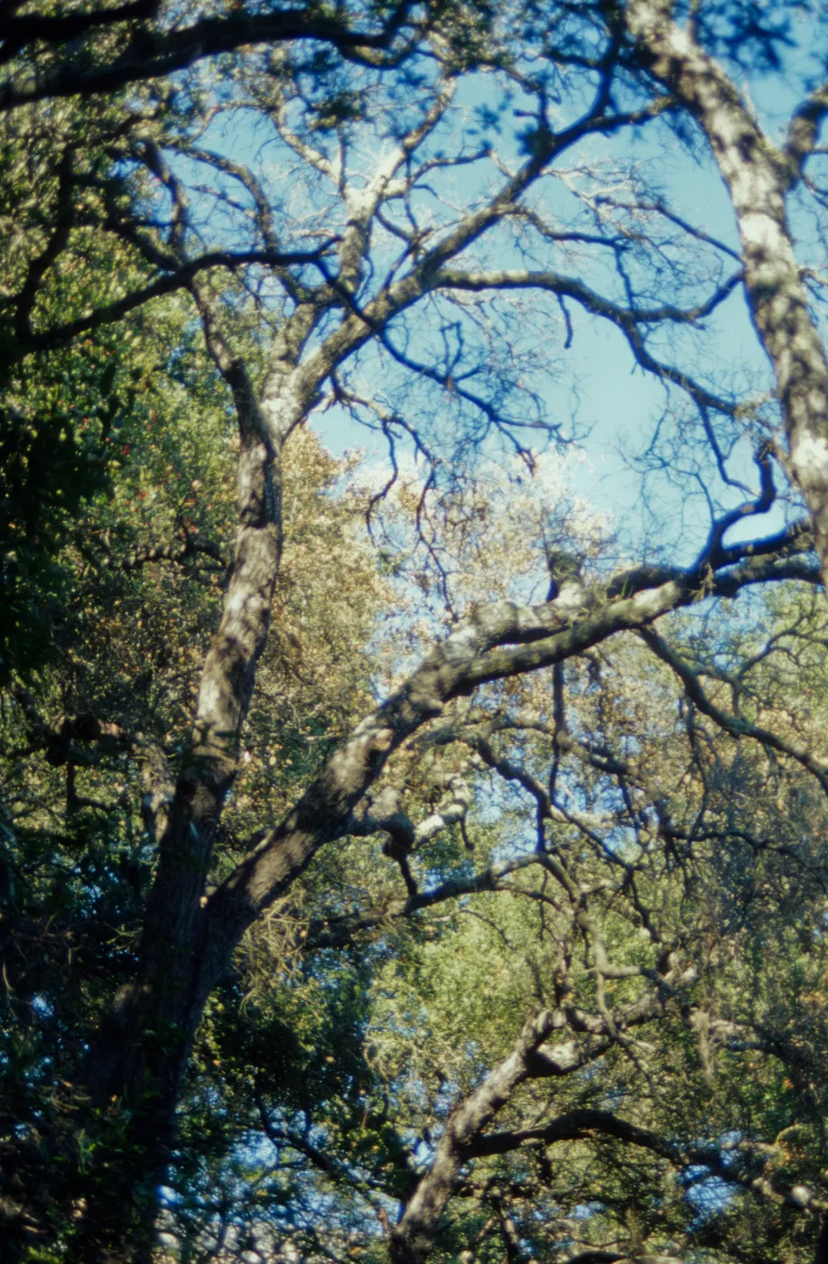 Pritchett Trail, tree canopy, SBBG