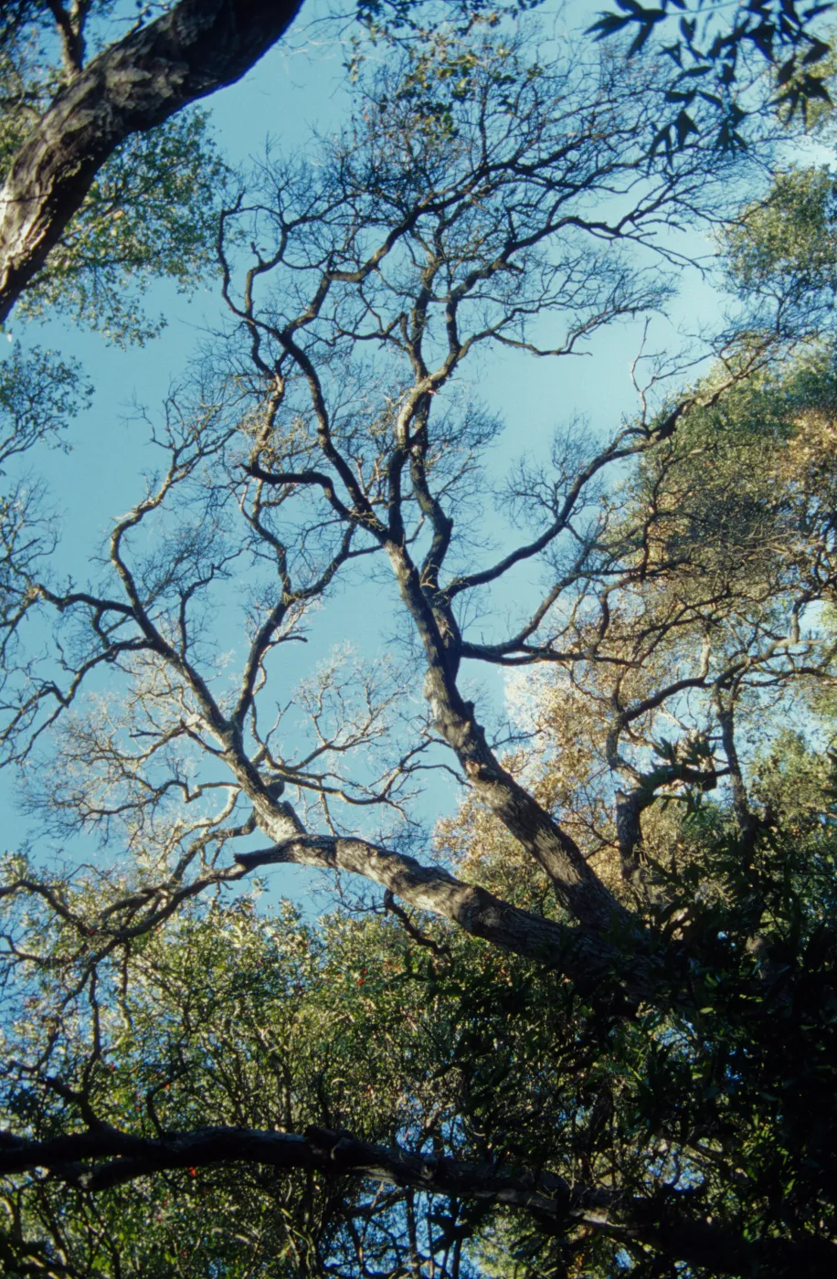 Pritchett Trail, tree canopy, SBBG