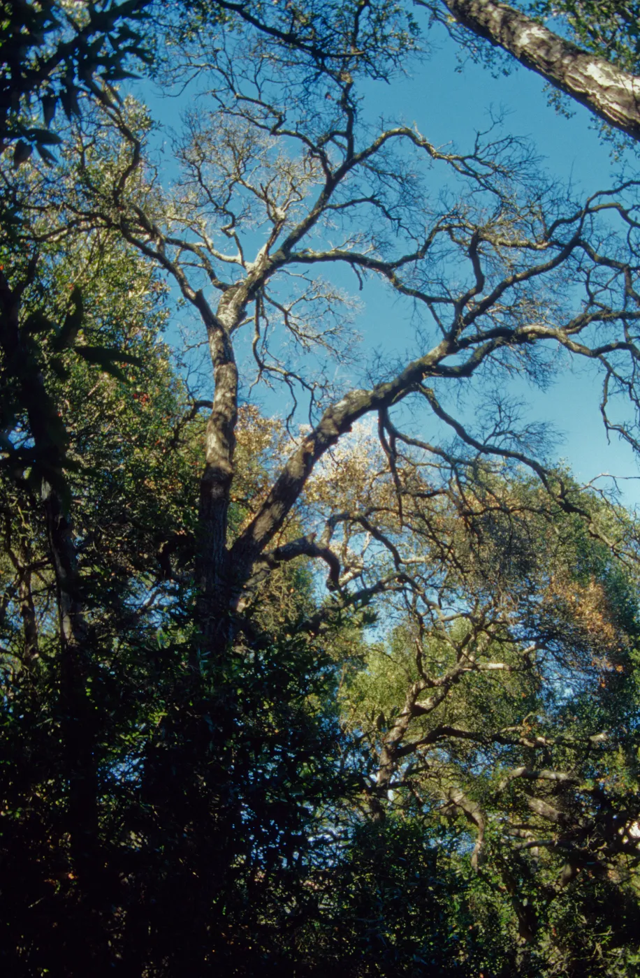 Pritchett Trail, tree canopy, SBBG