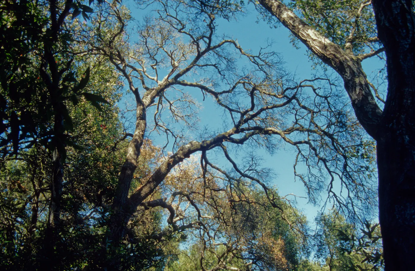 Pritchett Trail, tree canopy, SBBG