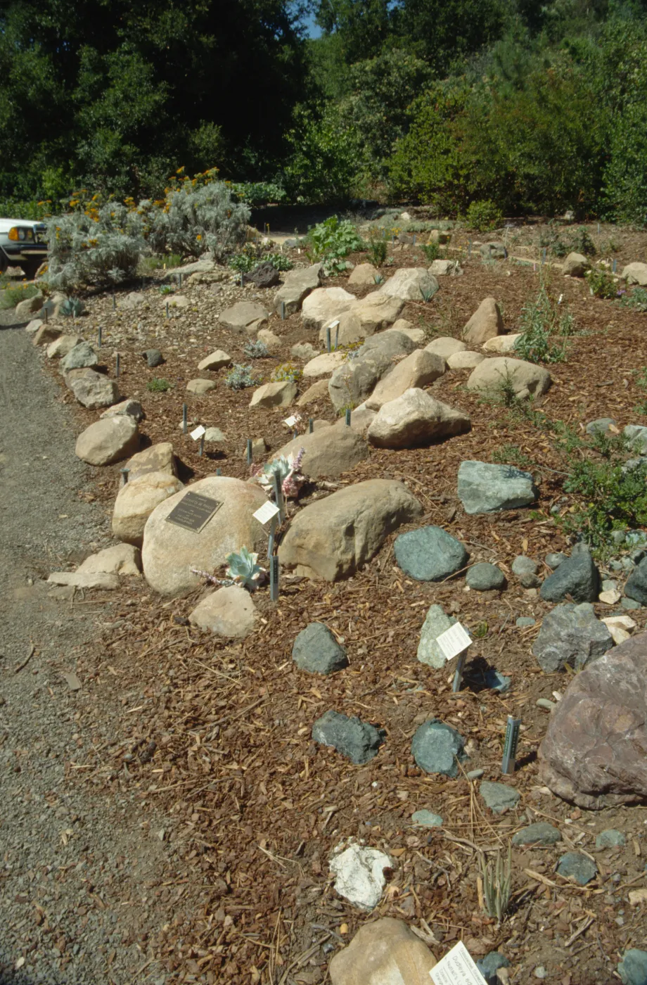 Newly Planted Dudleya Display