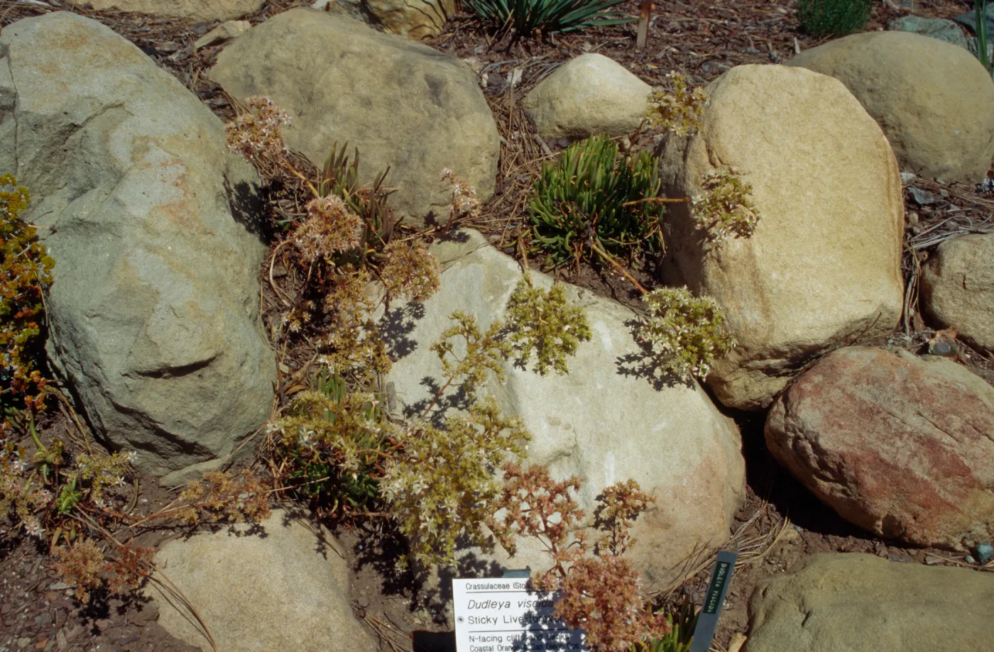 Dudleya viscida