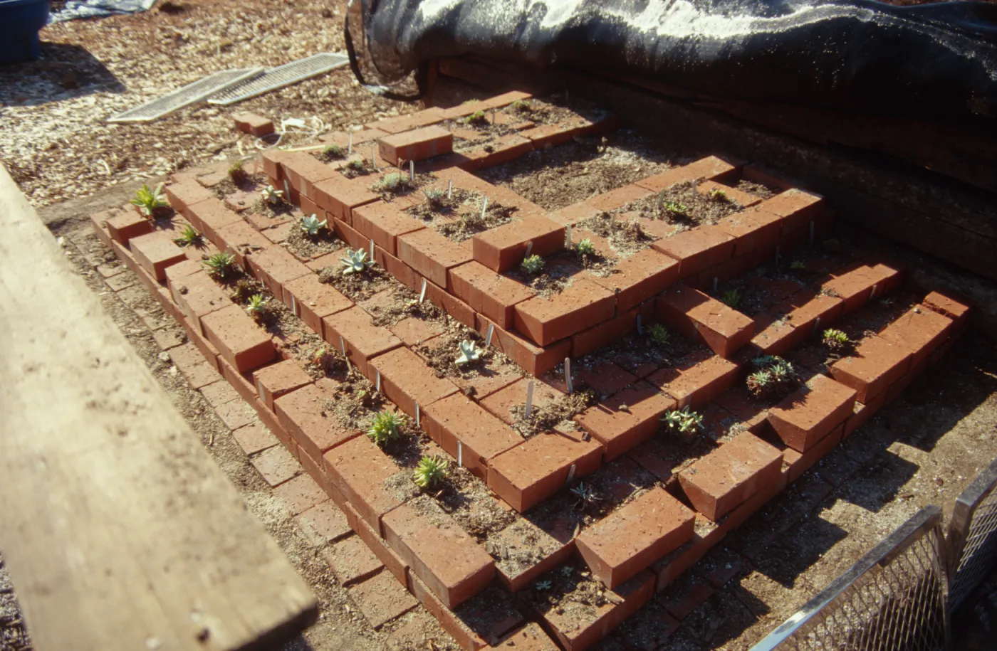 Dudleya Test Plot, August 1998
