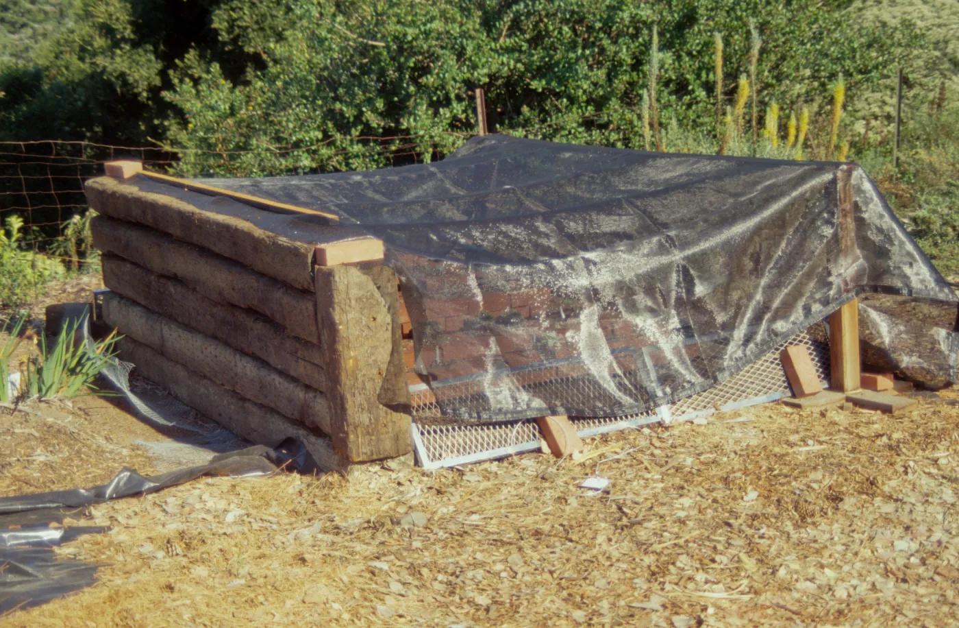 Dudleya Test Plot, August 1998