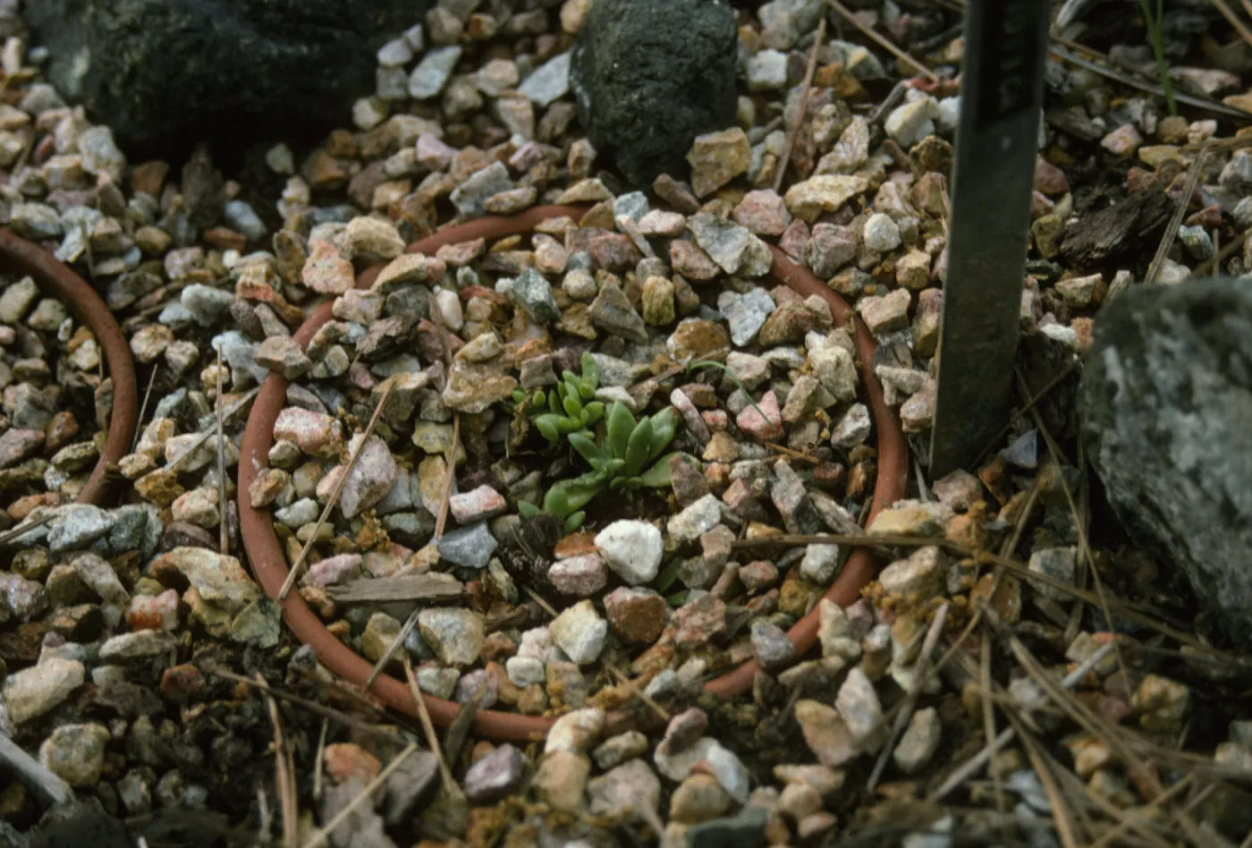 Dudleya nesiotica in Dudleya bed