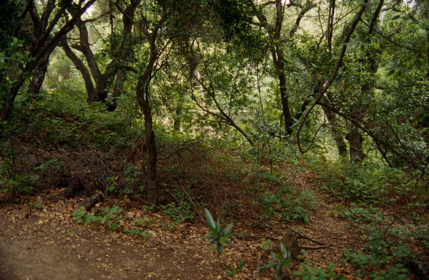 Mission Canyon, SBBG