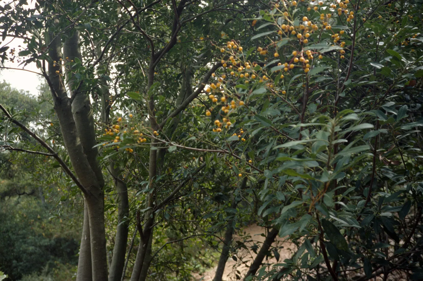 Island Section
