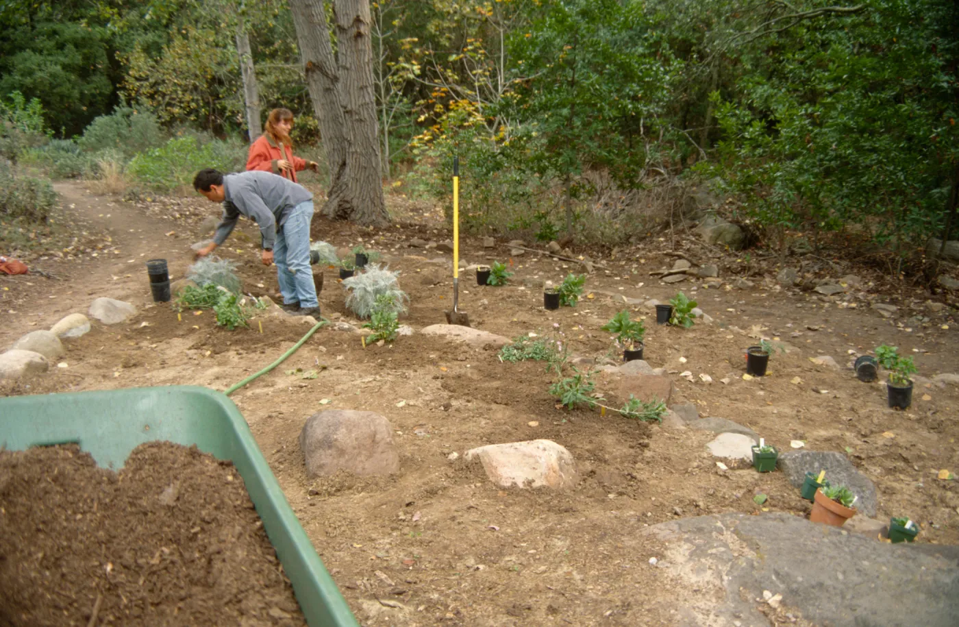 Island Rare Plant Display planting