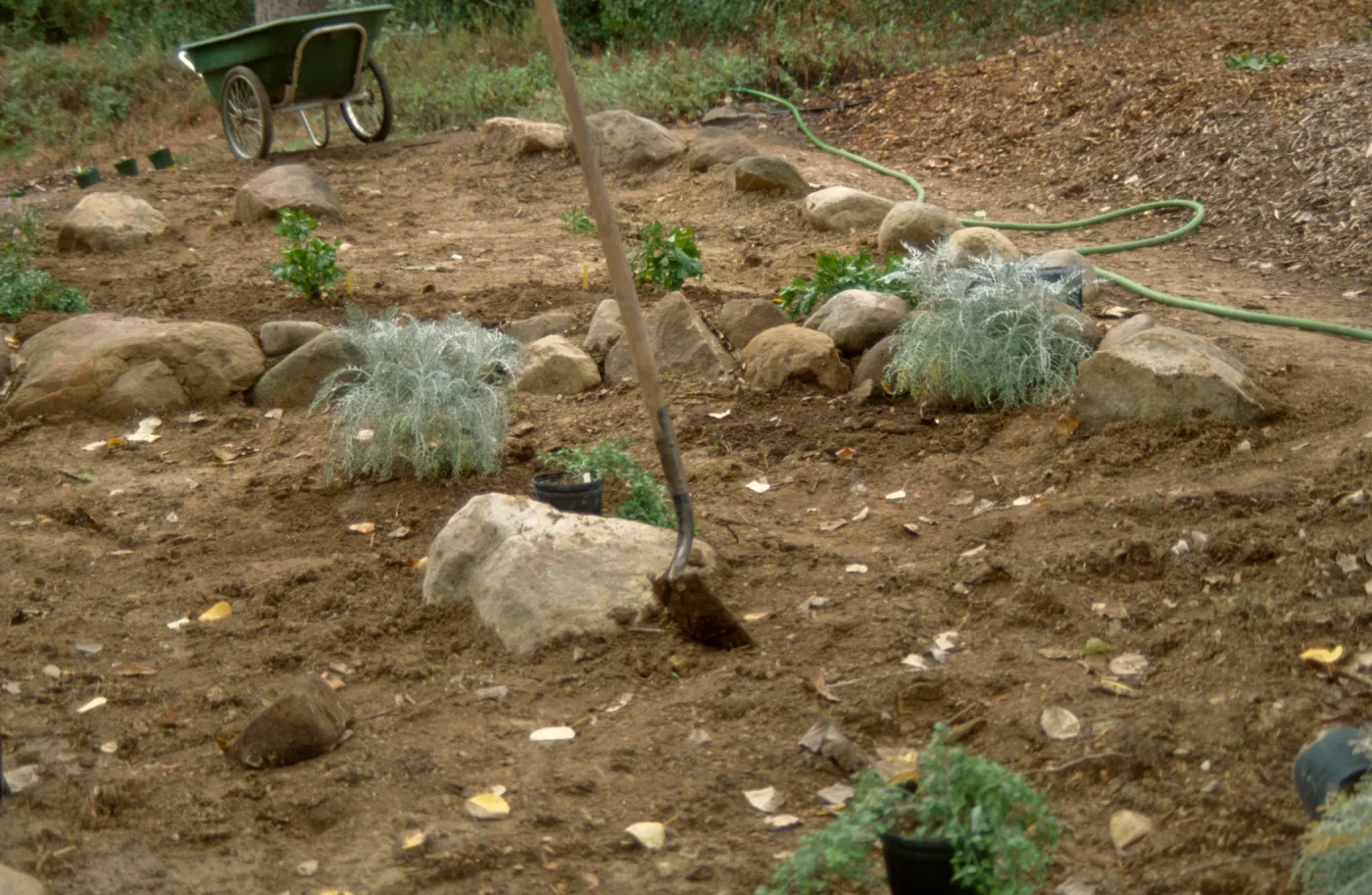 Island Rare Plant Display planting
