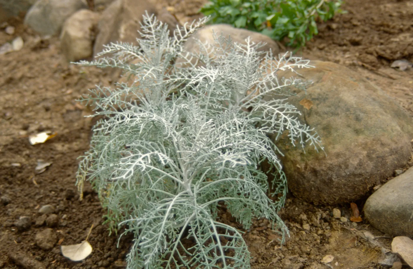 Island Rare Plant Display planting
