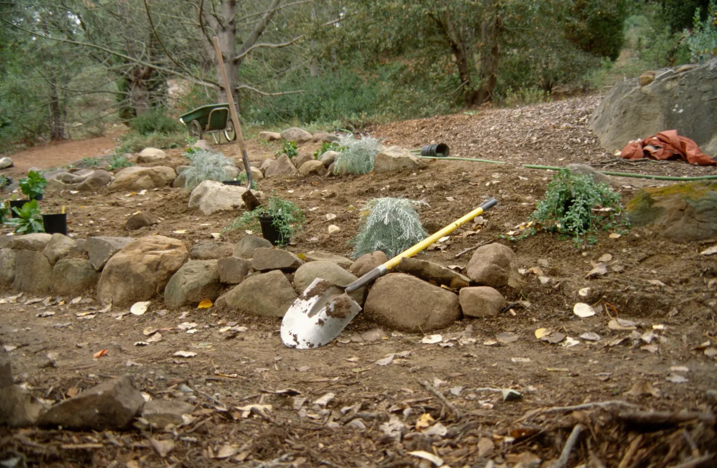 Island Rare Plant Display planting