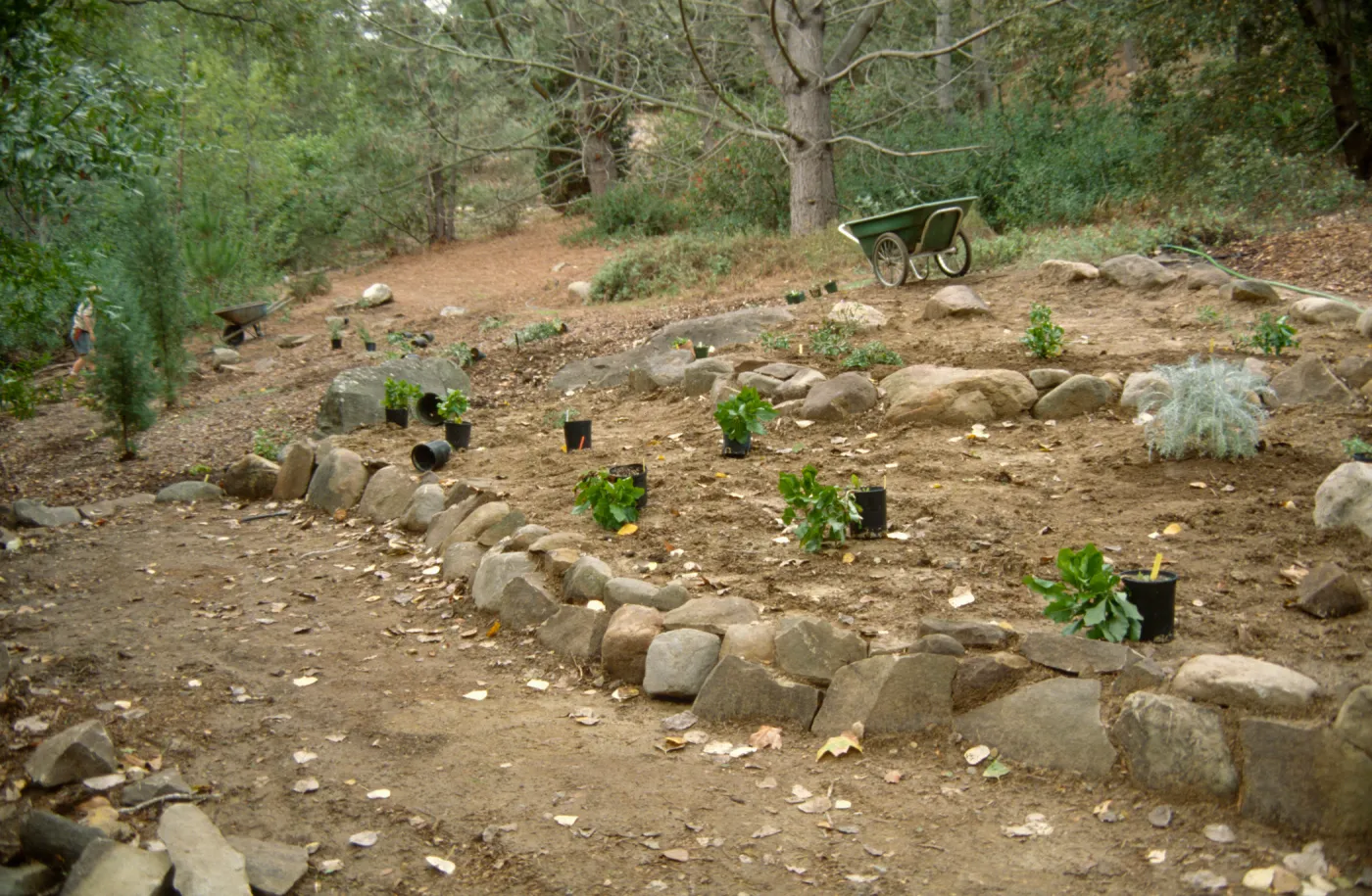 Island Rare Plant Display planting