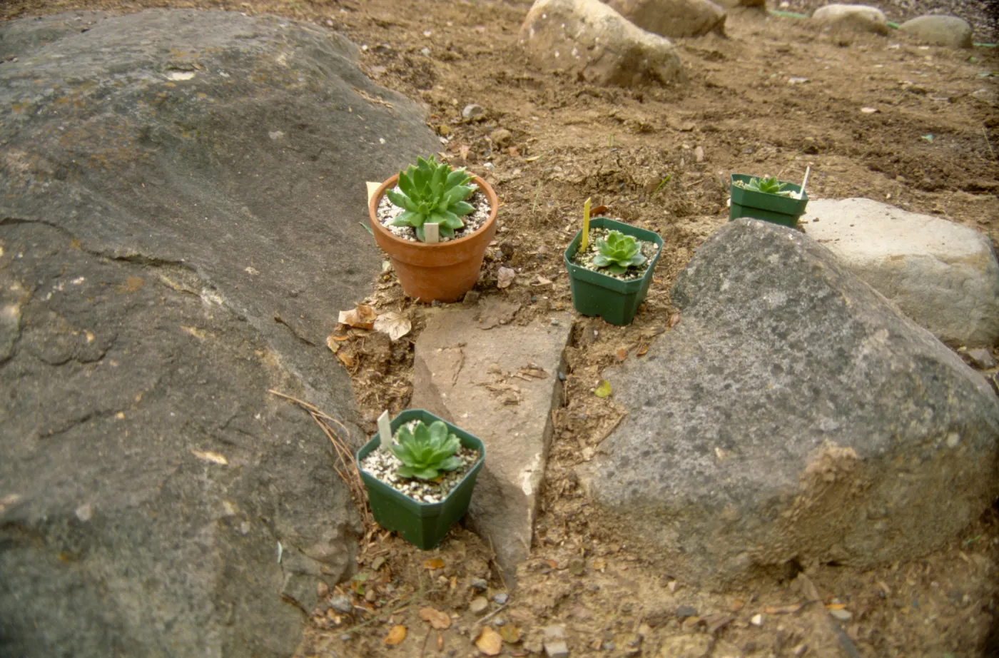 Island Rare Plant Display planting