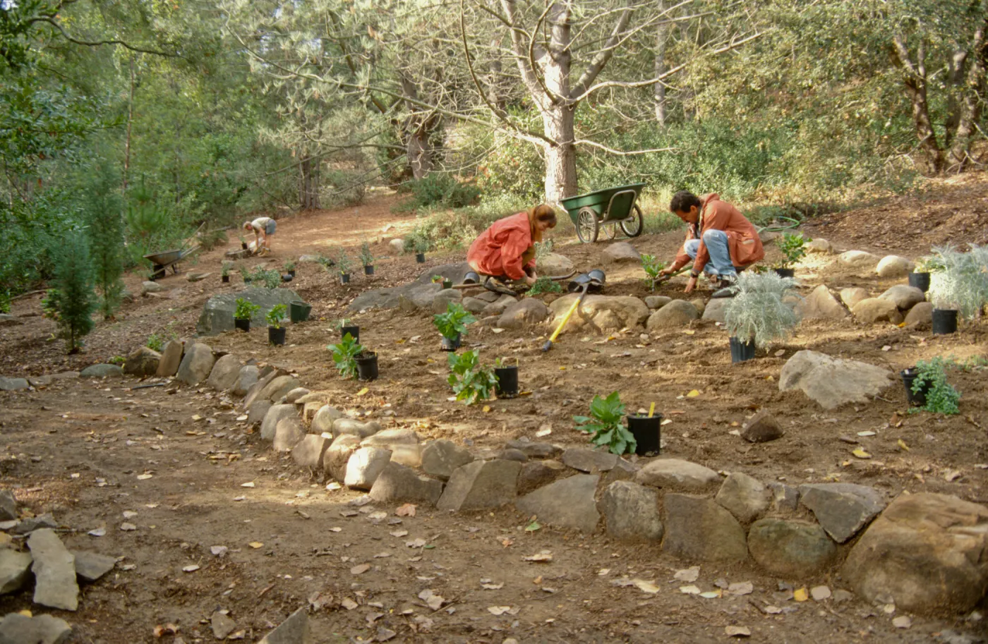 Island Rare Plant Display planting