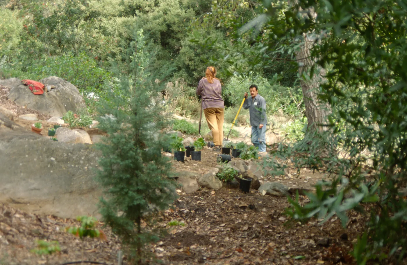 Island Rare Plant Display planting