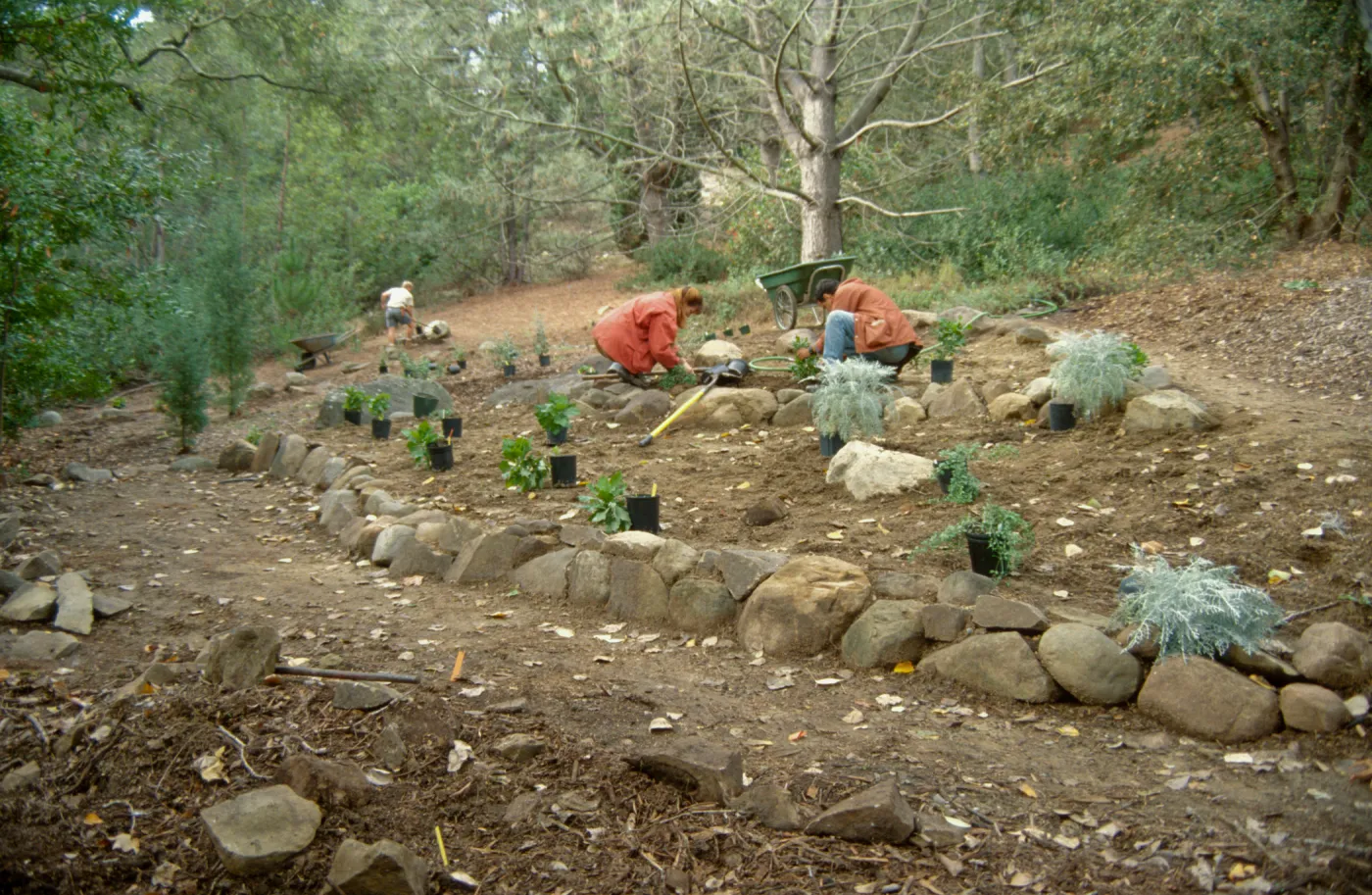 Island Rare Plant Display planting