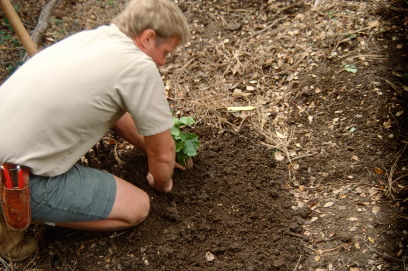 Island Rare Plant Display planting