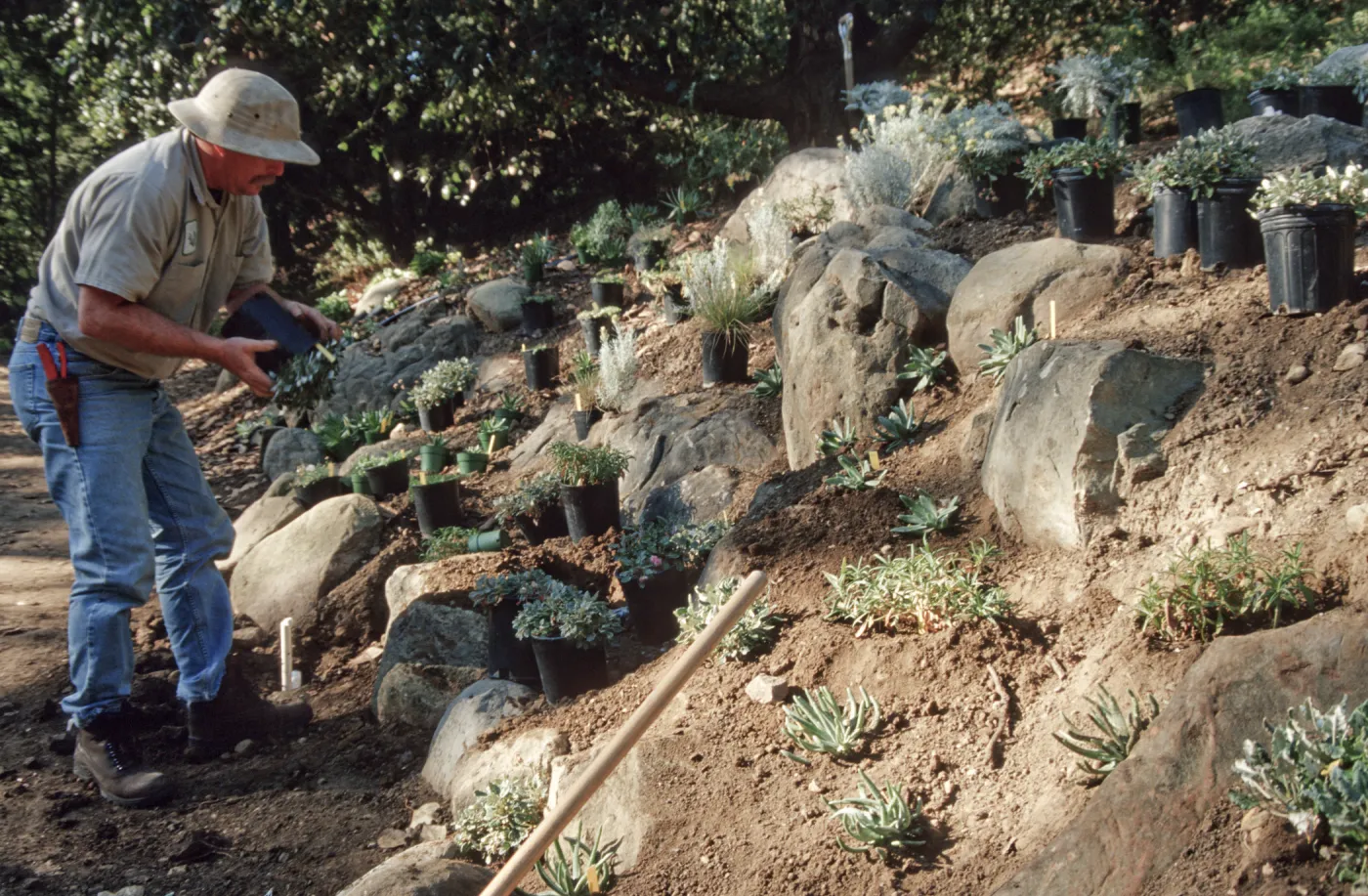Island slope planting