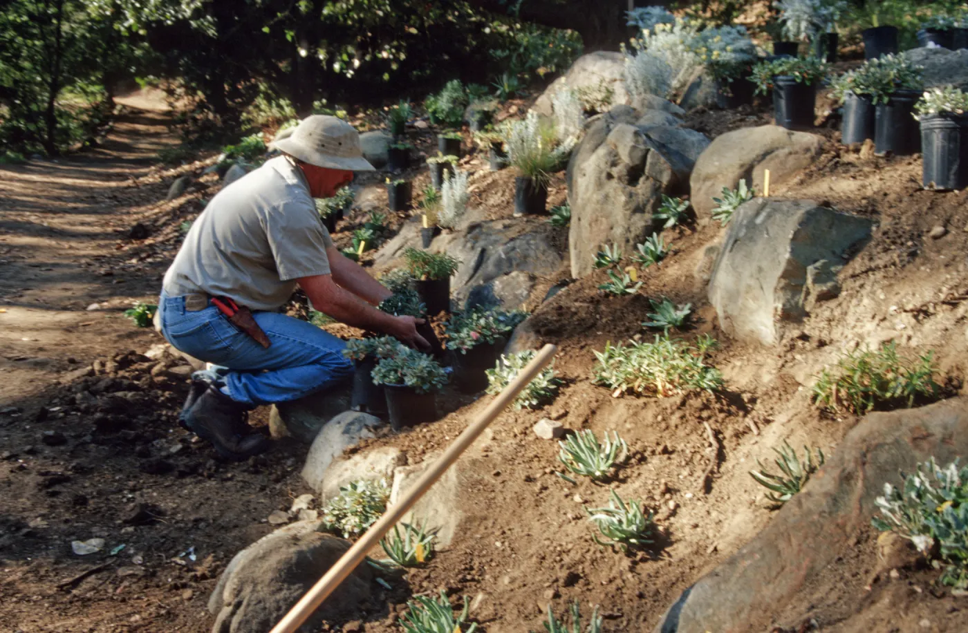 Island slope planting