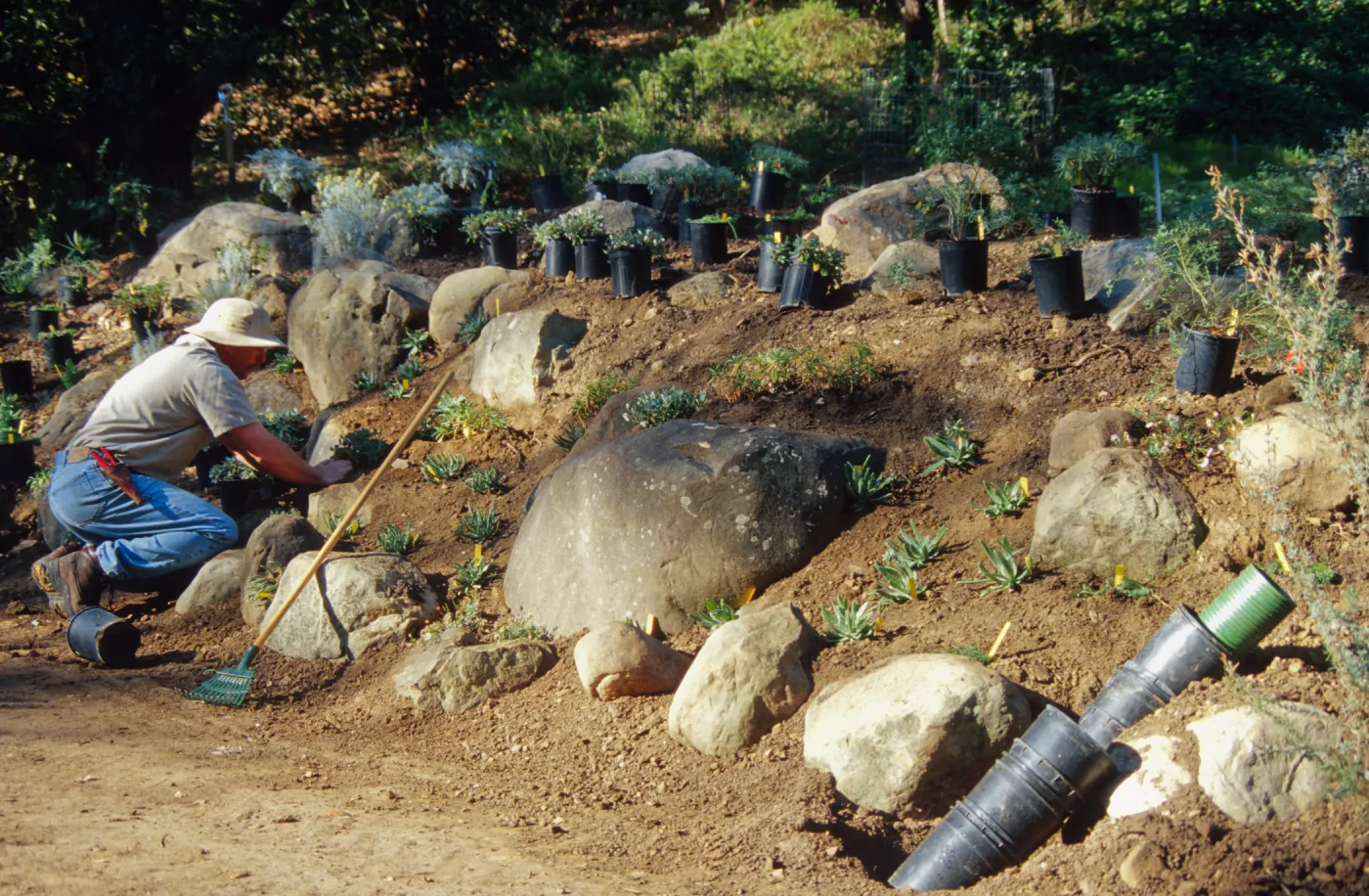 Island slope planting