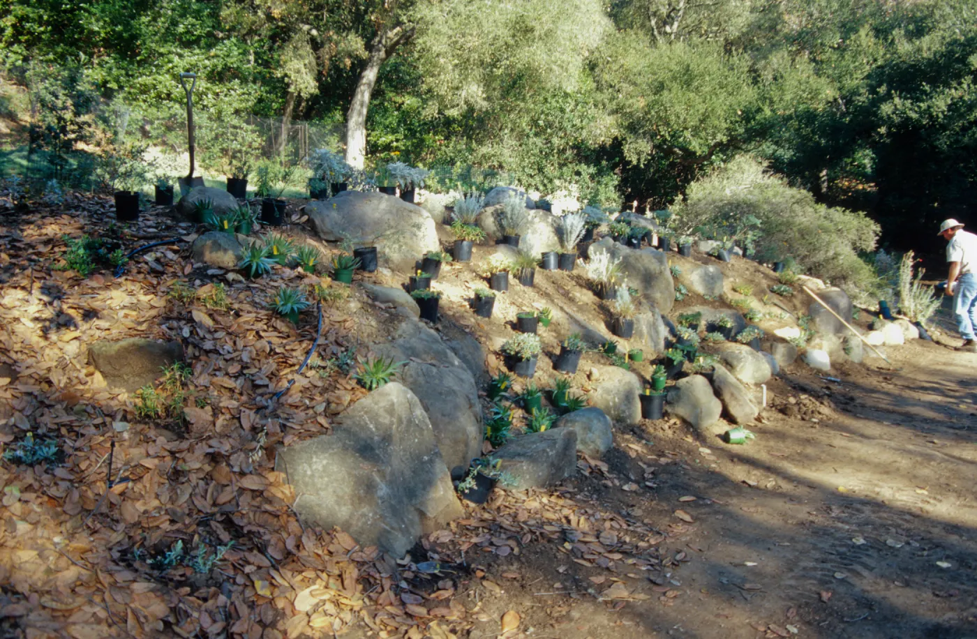 Island slope planting