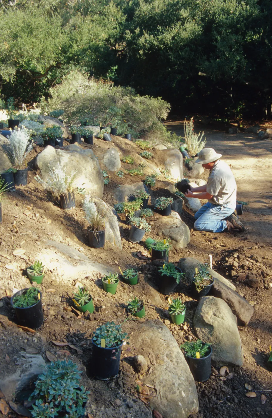 Island slope planting