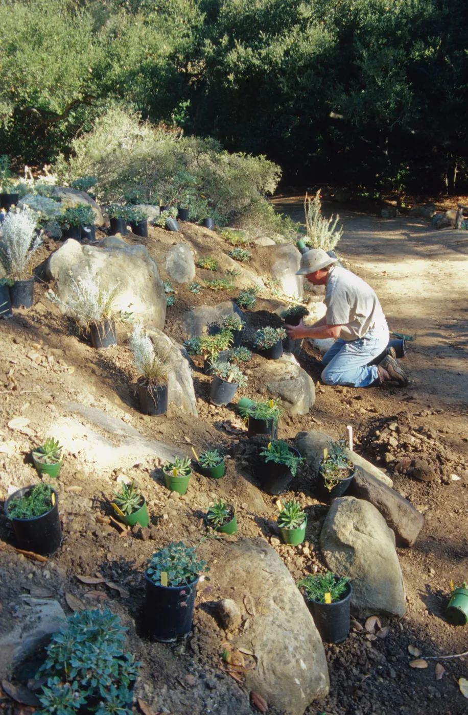 Island slope planting