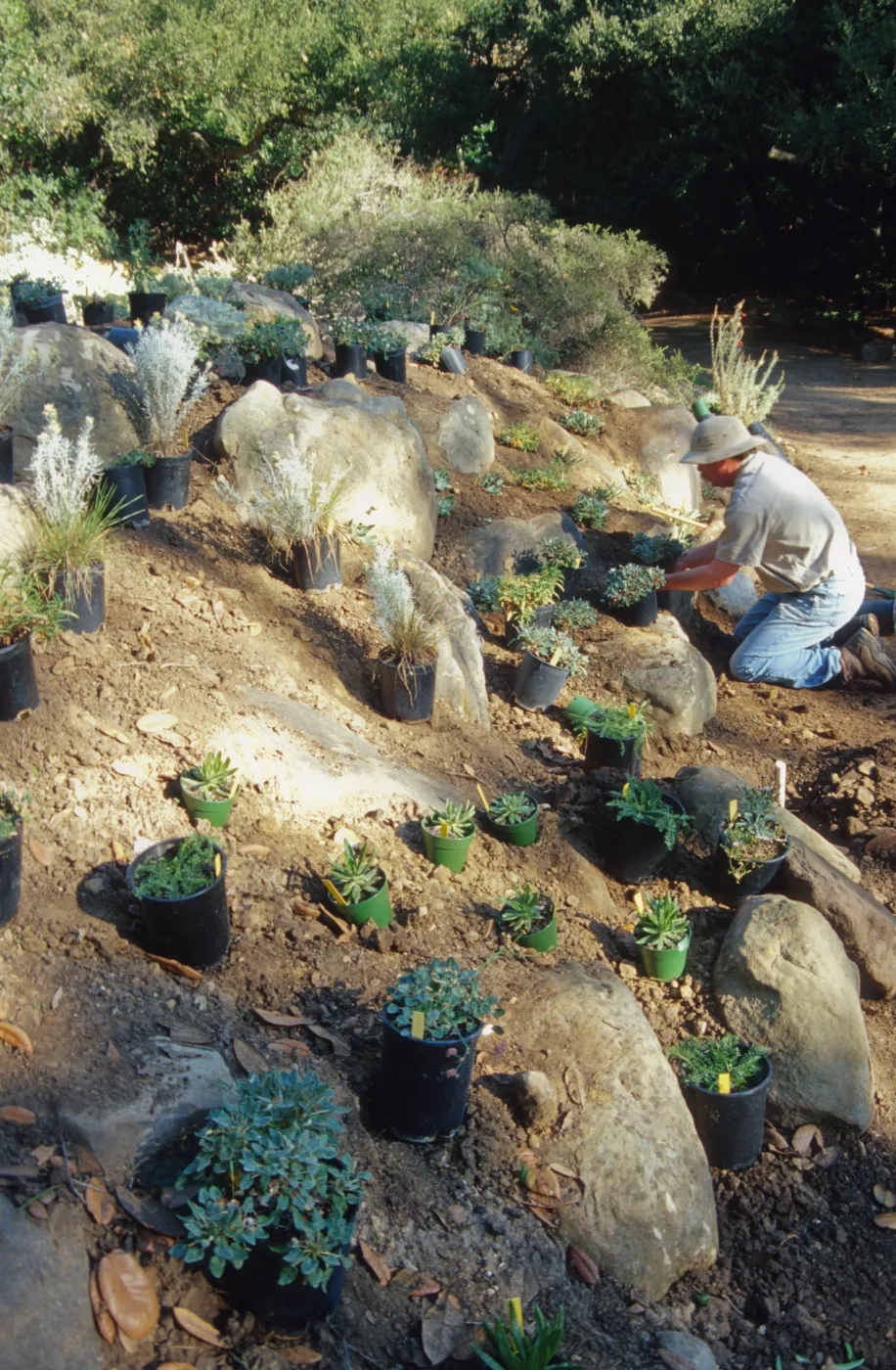 Island slope planting