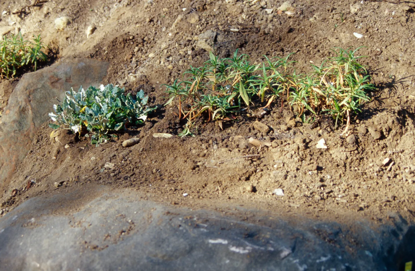 Island slope planting
