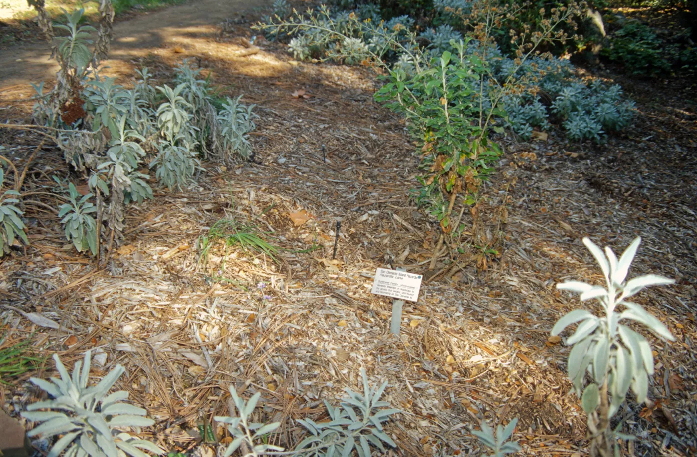 Island slope planting