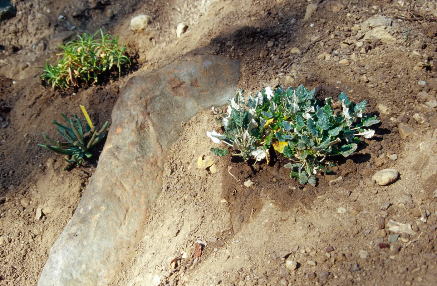 Island slope planting